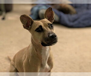 Polly - Female American Staffordshire Terrier-Unknown Mix Dog for Adoption - Photo #9