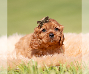 Cavalier King Charles Spaniel Puppy for Sale in WARSAW, Indiana USA