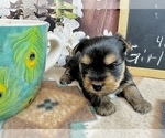 Small #7 Yorkshire Terrier