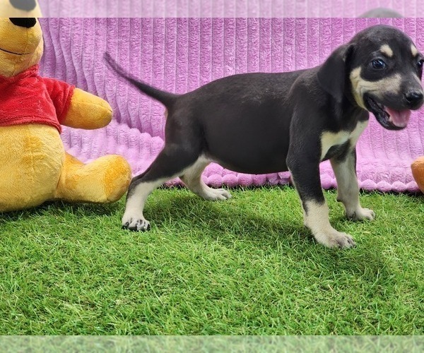 Medium Photo #9 Catahoula Leopard Dog Puppy For Sale in CUMBY, TX, USA