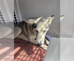 Siberian Husky Dogs for adoption in Palmetto, FL, USA