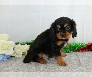 Cavalier King Charles Spaniel Puppy for sale in APPLE CREEK, OH, USA