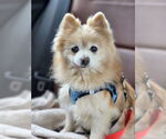 Small #2 Pomeranian