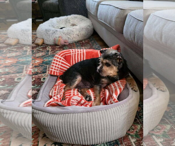 Medium Photo #9 Mutt Puppy For Sale in Arlington, VA, USA