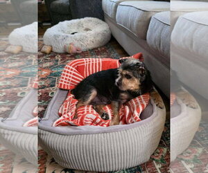 Lolli - Female Mutt Dog for Adoption - Photo #2