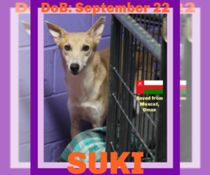 Saluki-Whippet Mix Dogs for adoption in Sebec, ME, USA