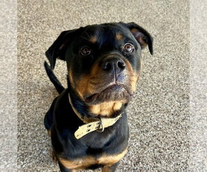 Kilough - Male Rottweiler Dog for Adoption - Photo #4