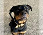Small Photo #4 Rottweiler Puppy For Sale in Mooresville, NC, USA