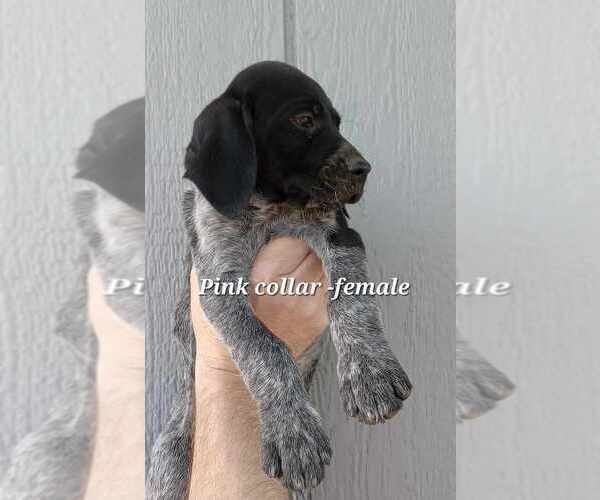 Medium Photo #3 German Shorthaired Pointer Puppy For Sale in RICHMOND, MO, USA