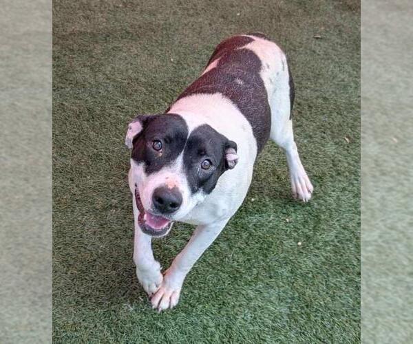 Medium Photo #8 American Pit Bull Terrier-Unknown Mix Puppy For Sale in Rockwall, TX, USA