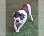 Small #7 American Pit Bull Terrier Mix