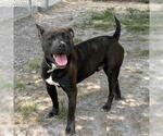Small #1 American Pit Bull Terrier Mix