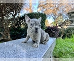 Small Photo #205 French Bulldog Puppy For Sale in HAYWARD, CA, USA