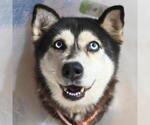 Small Siberian Husky