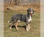 Small Photo #1 Bernedoodle (Miniature) Puppy For Sale in GORDONVILLE, PA, USA