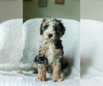Puppy Aphrodite Aussiedoodle-Bernedoodle Mix
