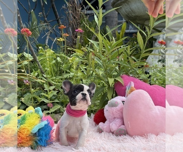 Medium Photo #13 French Bulldog Puppy For Sale in LEHIGH ACRES, FL, USA
