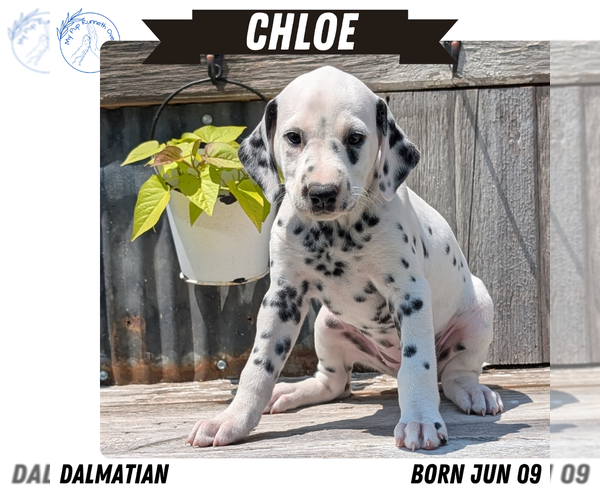 Medium Photo #12 Dalmatian Puppy For Sale in GOSHEN, IN, USA