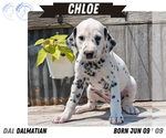 Small #11 Dalmatian