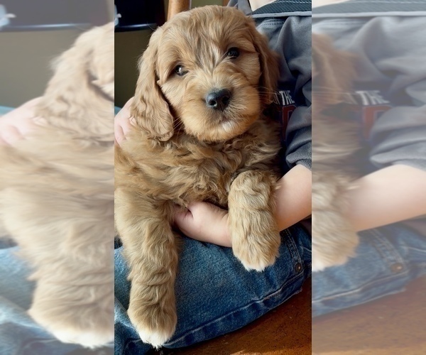 Medium Photo #3 Goldendoodle (Miniature) Puppy For Sale in RANDOLPH, WI, USA