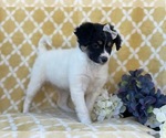 Small Photo #4 Jack Russell Terrier-Unknown Mix Puppy For Sale in LAKELAND, FL, USA