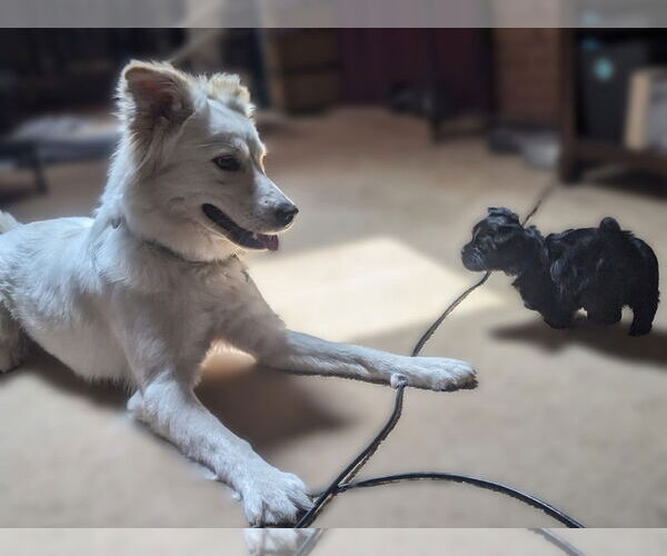 Medium Photo #6 Great Pyrenees-Unknown Mix Puppy For Sale in Dallas, TX, USA