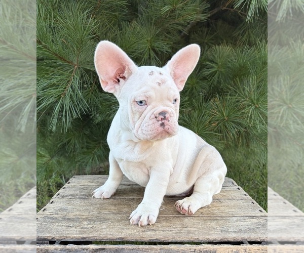 Medium Photo #5 French Bulldog Puppy For Sale in MIDDLEBURY, IN, USA