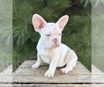 Small #4 French Bulldog