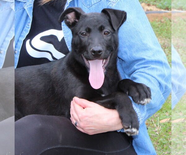 Medium Photo #3 Mutt Puppy For Sale in Prattville, AL, USA