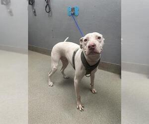 American Pit Bull Terrier-Unknown Mix Dogs for adoption in Las Vegas, NV, USA