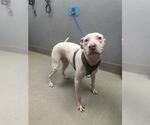 Small American Pit Bull Terrier Mix