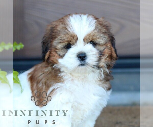 Medium Photo #3 Shih Tzu Puppy For Sale in MORGANTOWN, PA, USA