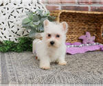 Small #5 Poodle (Toy)-West Highland White Terrier Mix