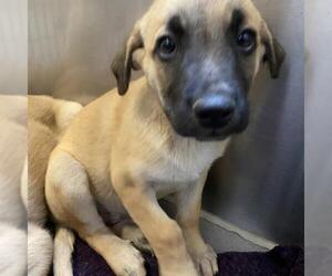 Mutt Dogs for adoption in Modesto, CA, USA