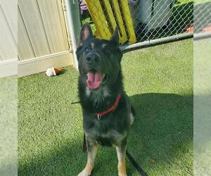 German Shepherd Dog Dogs for adoption in Camarillo, CA, USA