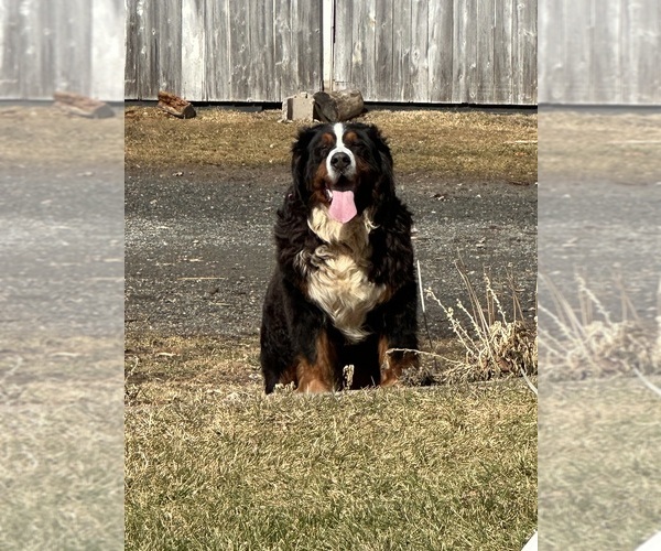 Medium Photo #1 Bernese Mountain Dog Puppy For Sale in ATHENS, WI, USA