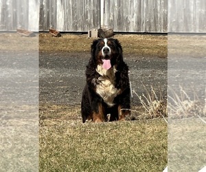Father of the Bernese Mountain Dog puppies born on 01/13/2026