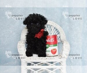 Poodle (Toy) Puppy for sale in SANGER, TX, USA