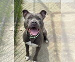 Small #6 American Pit Bull Terrier Mix