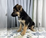 Small #7 German Shepherd Dog