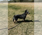 Small #5 Australian Cattle Dog