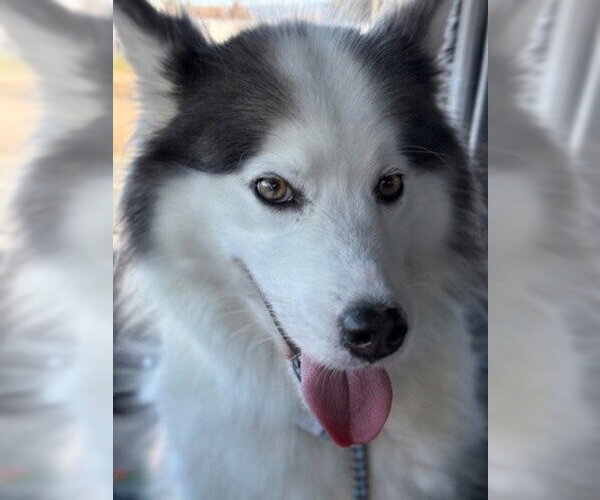 Medium Photo #1 Siberian Husky Puppy For Sale in Alameda, CA, USA