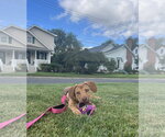 Small Photo #4 Mutt Puppy For Sale in Mount Laurel, NJ, USA
