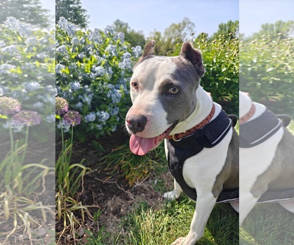 Medium Photo #5 American Pit Bull Terrier-Unknown Mix Puppy For Sale in Germantown, OH, USA