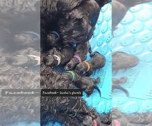 Schnauzer (Giant) Puppy for sale in BROWNSVILLE, TX, USA