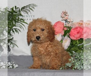 Bichpoo Puppy for Sale in RISING SUN, Maryland USA