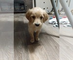 Small Photo #18 Golden Retriever Puppy For Sale in SPENCER, TN, USA