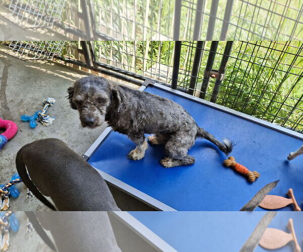 Medium Photo #8 Mutt Puppy For Sale in Sebec, ME, USA
