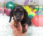 Small #2 Dachshund