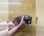 Small #1 Boxer